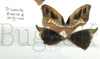 Deroplatys lobata - Southeast Asian dead leaf mantis (CB by BugzUK)