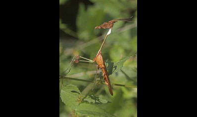 Gongylus gongylodes - Wandering Violin Mantis 