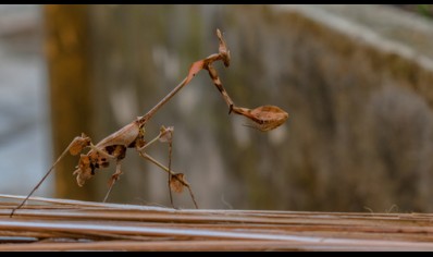 Gongylus gongylodes - Wandering Violin Mantis 