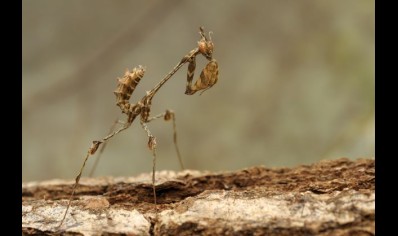 Gongylus gongylodes - Wandering Violin Mantis 