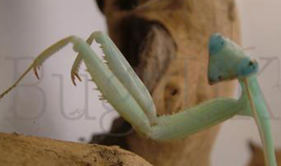 Hierodula membrenacea - Giant Asian Mantis C/B