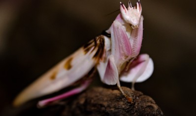 Hymenopus coronatus - Orchid Mantis female 