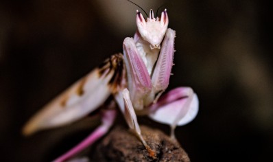 Hymenopus coronatus - Orchid Mantis female 
