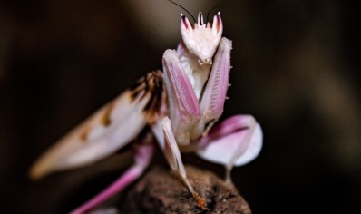 Hymenopus coronatus - Orchid Mantis male CB