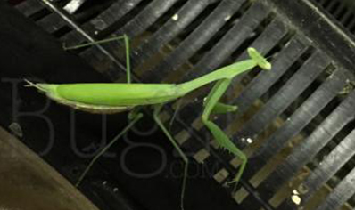 Miomantis Sp Nigeria