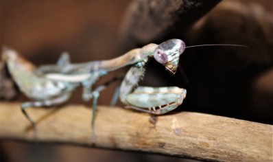 Parasphendale affinis - Budwing Mantis