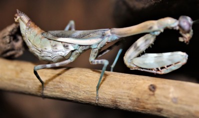 Parasphendale affinis - Budwing Mantis