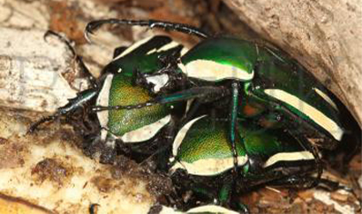 Dicronorrhina Derbyana Layardi (B67)