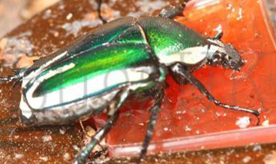 Dicronorrhina Derbyana Layardi (B67)