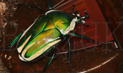 Dicronorrhina Derbyana Layardi (B67)