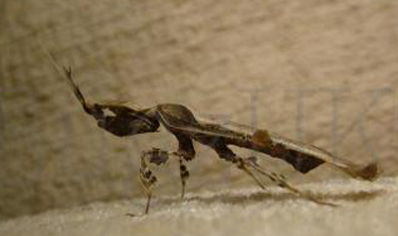 Phyllocrania paradoxa (Ghost Mantis) 10 left