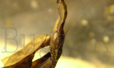 Phyllocrania paradoxa (Ghost Mantis)