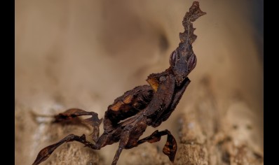 Phyllocrania paradoxa (Ghost Mantis) CB