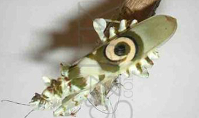Pseudocreobotra wahlbergii - Spiny Flower Mantis