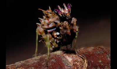 Pseudocreobotra wahlbergii - Spiny Flower Mantis