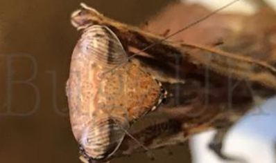 Pseudempusa pinnapavonis - Peacock Mantis CB