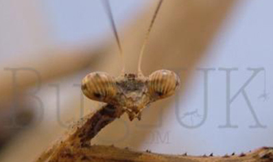 Pseudempusa pinnapavonis - Peacock Mantis CB