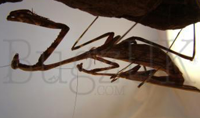 Pseudempusa pinnapavonis - Peacock Mantis CB