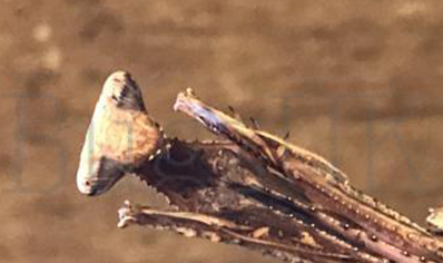 Pseudempusa pinnapavonis - Peacock Mantis (CB by BugzUK)