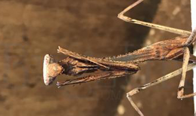 Pseudempusa pinnapavonis - Peacock Mantis (CB by BugzUK)