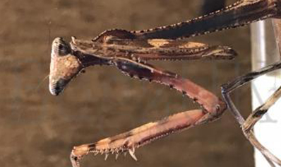 Pseudempusa pinnapavonis - Peacock Mantis (CB by BugzUK)