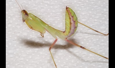 Sphodromantis lineola - African Line Mantis CB