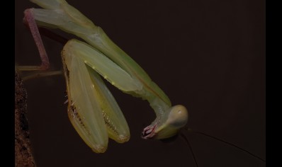 Sphodromantis lineola - African Line Mantis CB by BugzUK