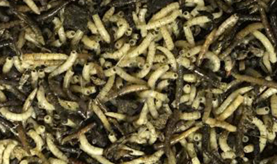 1:Feeder Flies - Musca Domestica squats live maggots