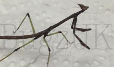 Heterochaeta orientalis - Cat Eyed Mantis C/B