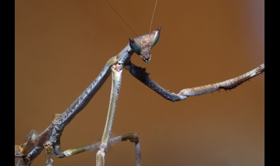Heterochaeta orientalis - Cat Eyed Mantis CB 