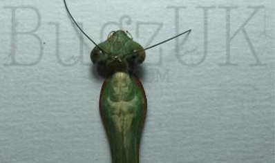 Hierodula majuscula - Giant Rainforest Mantis