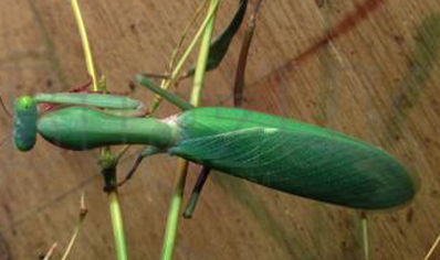 Hierodula majuscula - Giant Rainforest Mantis