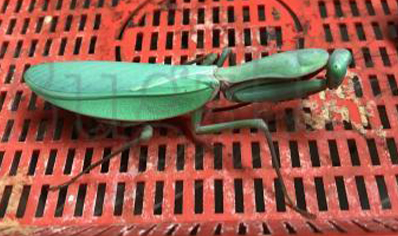 Hierodula majuscula - Giant Rainforest Mantis