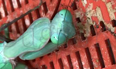 Hierodula majuscula - Giant Rainforest Mantis