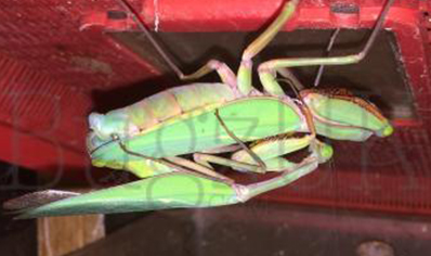 Hierodula majuscula - Giant Rainforest Mantis