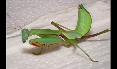 Hierodula majuscula - Giant Rainforest Mantis CB