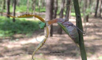 Hierodula Sp Kalimantan