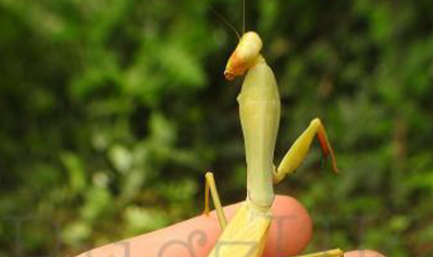 Hierodula sp Venosa - Golden Asian Mantis