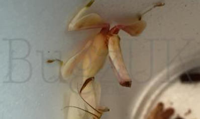 Hymenopus coronatus unsexed nymphs (L2/L3 orchid mantis) CB