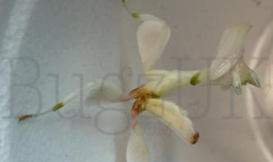 Hymenopus coronatus unsexed nymphs (L2/L3 orchid mantis) CB