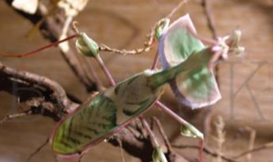 Idolomantis diabolica - Devil's Flower Mantis