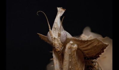 Idolomantis diabolica - Devil's Flower Mantis