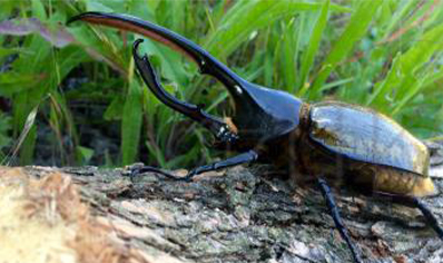 Dynastes Hercules Lichyi