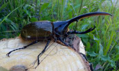 Dynastes Hercules Lichyi