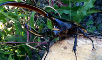 Dynastes Hercules Lichyi