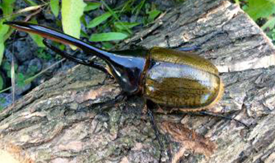 Dynastes Hercules Lichyi