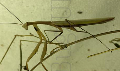 Mantis religiosa