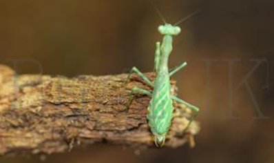 Miomantis Binotata