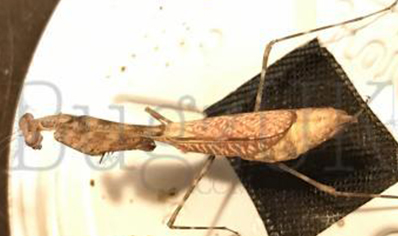 Miomantis Preussi