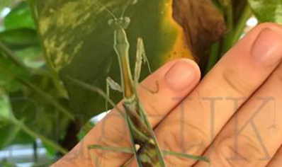 Omomantis zebrata - Zebra Mantis